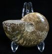 Inch Polished Ammonite From Madagascar #2253-1